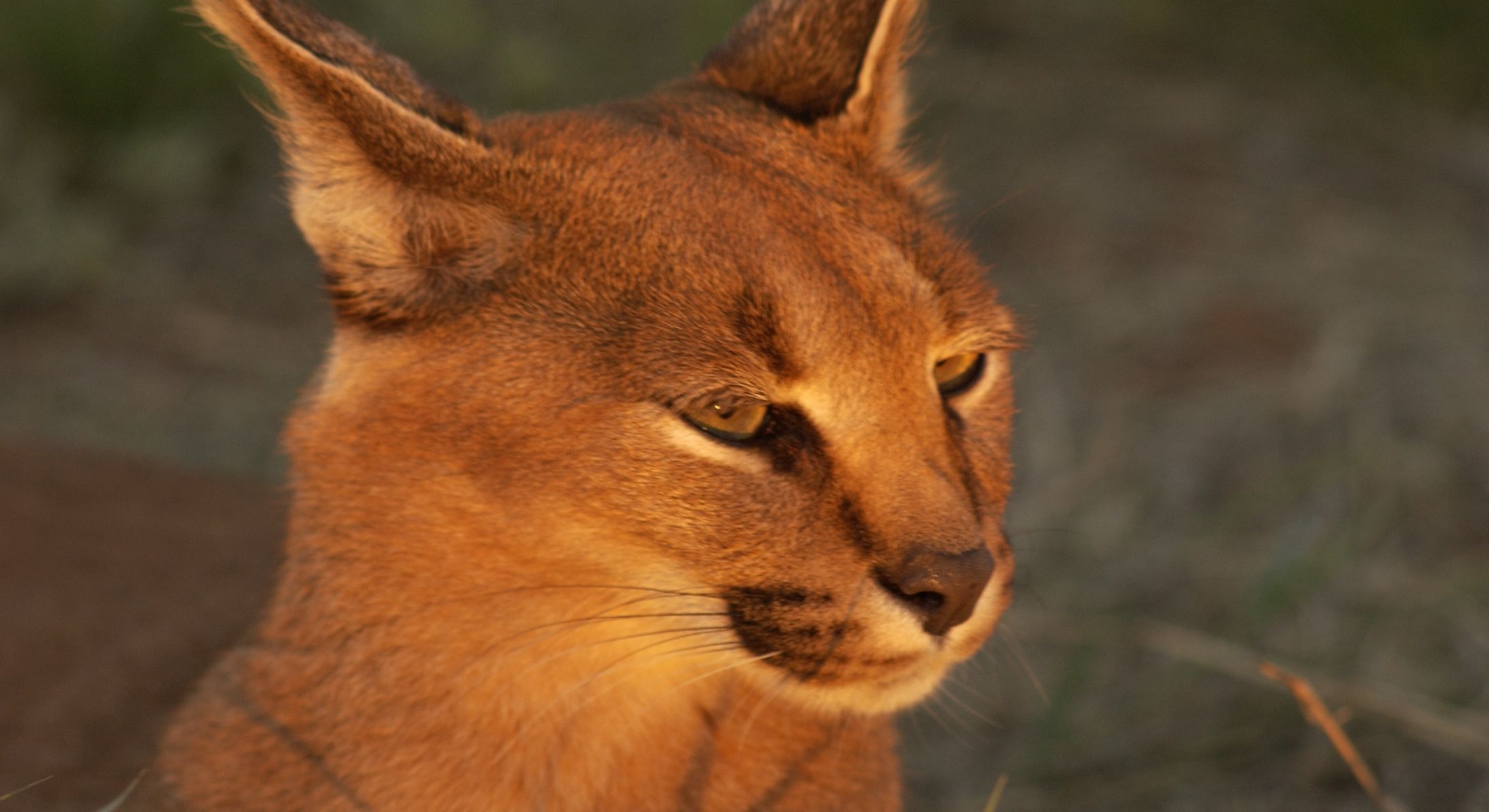 Zwahili Private Game Lodge & Spa - Wildlife