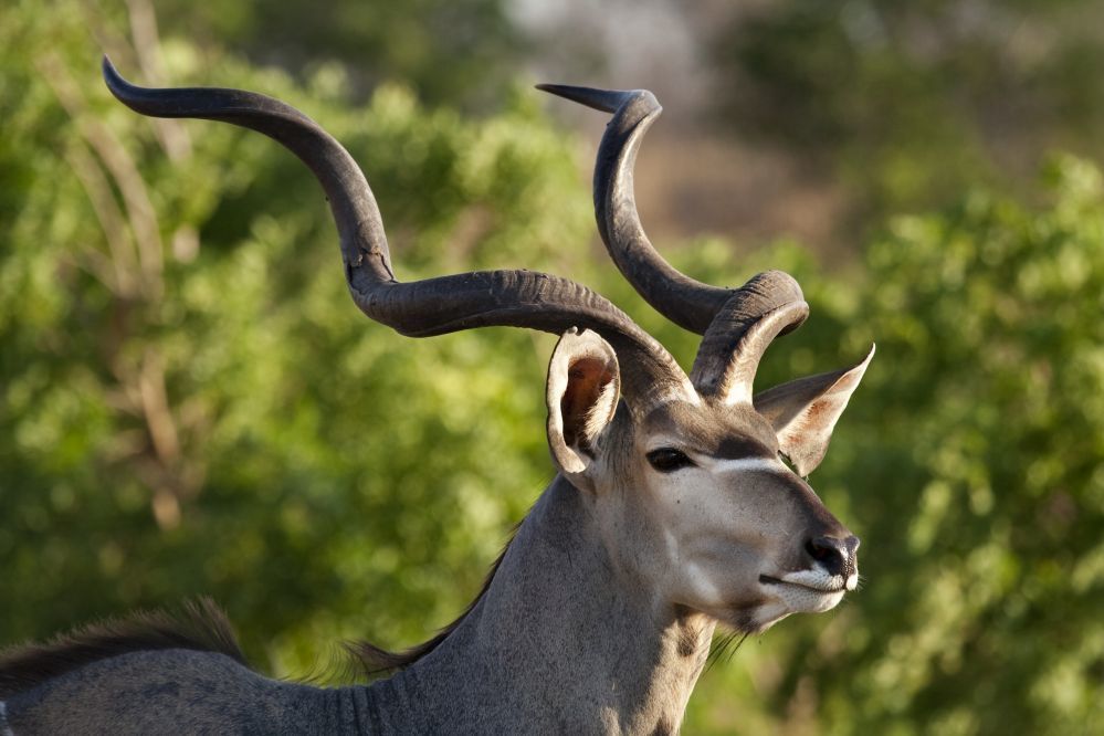 Zwahili Private Game Lodge & Spa - Kudu