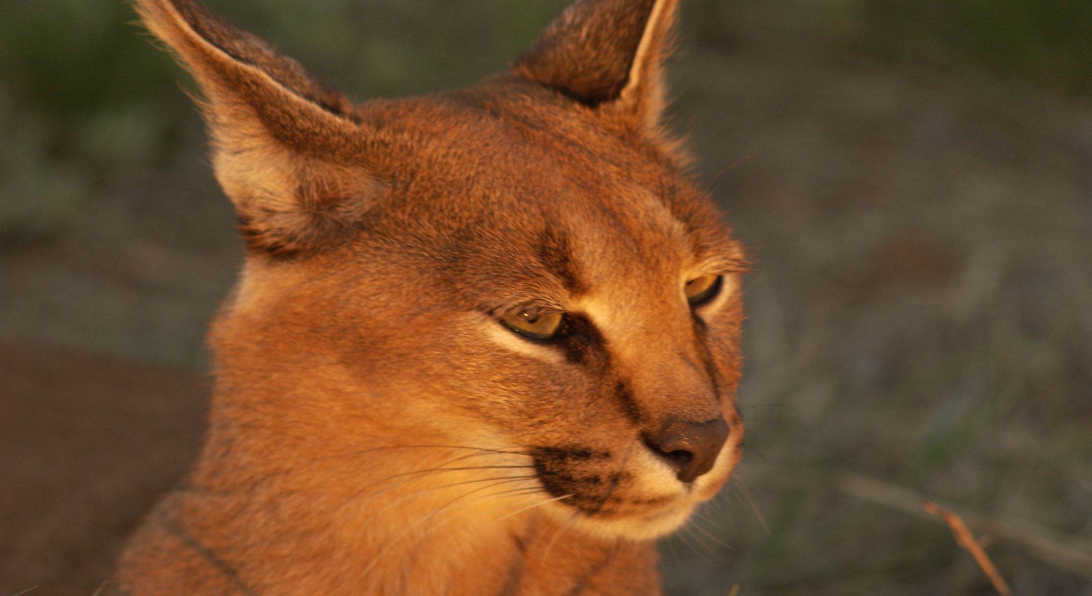 Zwahili Private Game Lodge & Spa - Wildlife