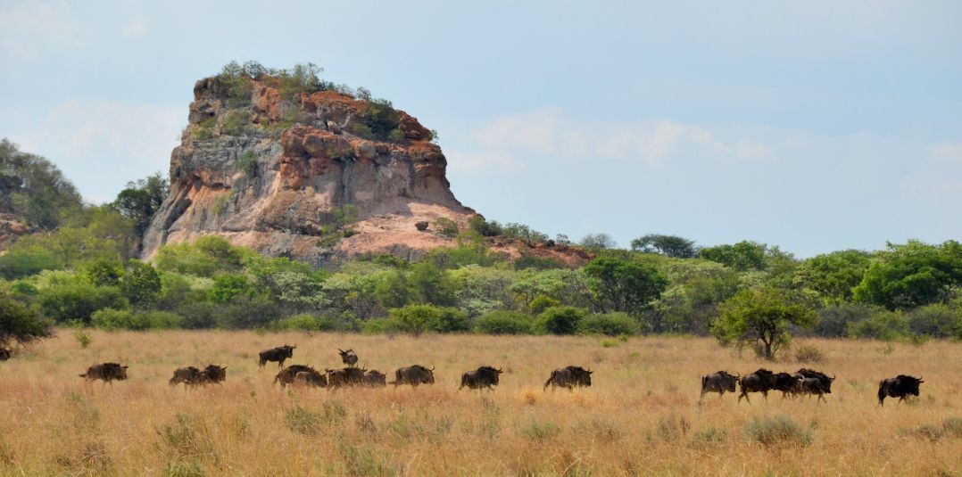 Zwahili Private Game Lodge & Spa - Wildlife