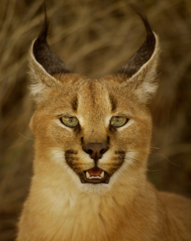 Zwahili Private Game Lodge & Spa - Wildlife