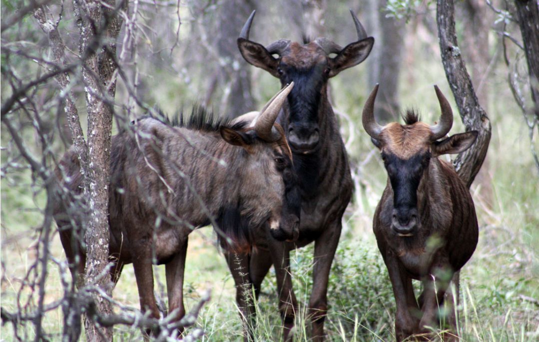 Zwahili Private Game Lodge & Spa - Wildlife
