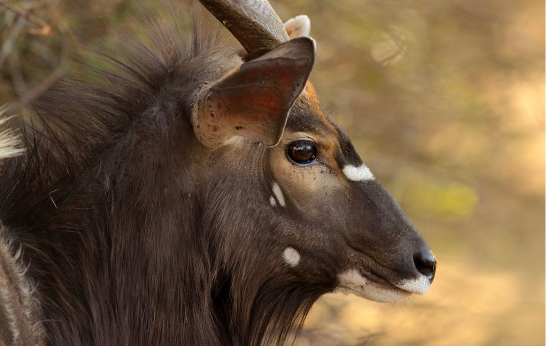 Zwahili Private Game Lodge & Spa - Wildlife