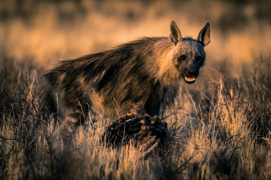 Zwahili Private Game Lodge & Spa - Wildlife